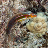 Coris venusta (Elegant Coris)