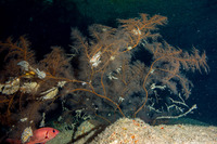 Myriopathes ulex (Feathery Black Coral)