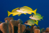 Lutjanus kasmira (Bluestripe Snapper)