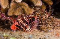 Pterois sphex (Hawaiian Red Lionfish)