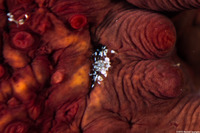 Lissocarcinus orbicularis (Sea Cucumber Crab)