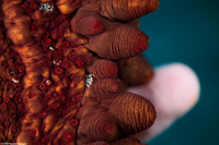 Stichopus sp.1 (Hawaiian Spiky Sea Cucumber)