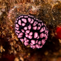 Phyllidiella pustulosa (Pustulose Phyllidia)