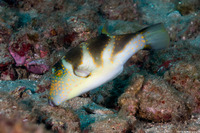 Canthigaster coronata (Crowned Toby)