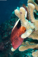 Paracirrhites forsteri (Freckled Hawkfish)