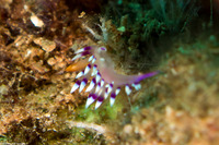 Coryphellina exoptata (Desirable Flabellina)