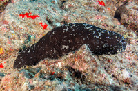 Holothuria whitmaei (Teated Sea Cucumber)