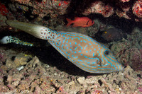 Aluterus scriptus (Scrawled Filefish)