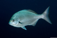 Kyphosus sandwicensis (Gray Chub)