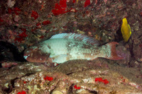 Scarus rubroviolaceus (Redlip Parrotfish)