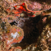 Telmatactis decora (Pleasing Anemone)