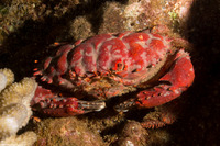 Etisus splendidus (Splendid Red Spooner Crab)