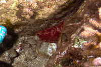 Hexabranchus sandwichensis (Hawaiian Spanish Dancer)