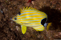 Chaetodon fremblii (Bluestripe Butterflyfish)