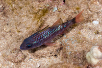 Pristiapogon kallopterus (Iridescent Cardinalfish)