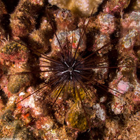 Diadema paucispinum (Long-Spined Urchin)