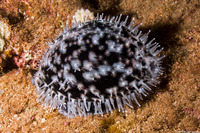 Cypraea tigris (Tiger Cowry)
