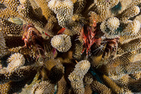 Pterois sphex (Hawaiian Red Lionfish)