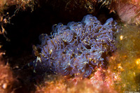 Pteraeolidia semperi (Blue Dragon Nudibranch)