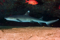 Triaenodon obesus (Whitetip Reef Shark)