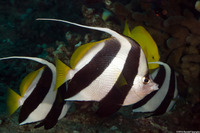 Heniochus diphreutes (Schooling Bannerfish)