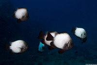 Dascyllus albisella (Hawaiian Dascyllus)