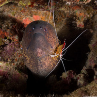 Lysmata amboinensis (White-Banded Cleaner Shrimp)