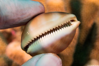 Lyncina sulcidentata (Groove-Tooth Cowry)