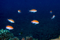Pseudanthias bicolor (Bicolor Anthias)