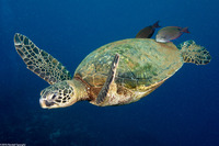 Chelonia mydas (Green Sea Turtle)
