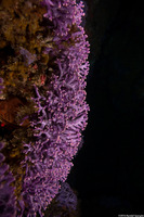 Stylaster californicus (California Hydrocoral)