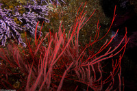 Leptogorgia chilensis (Red Gorgonian)