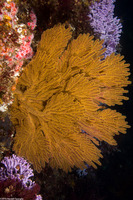 Muricea californica (California Golden Gorgonian)