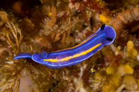Felimare porterae (Porter's Chromodorid)