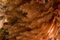 Aglaophenia struthionides (Ostrich-Plume Hydroid)