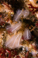 Clavelina huntsmani (Light Bulb Tunicate)