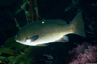 Girella nigricans (Opaleye)