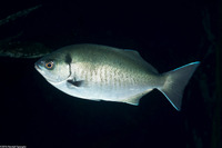 Medialuna californiensis (Halfmoon)