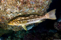 Paralabrax clathratus (Kelp Bass)