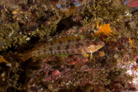 Alloclinus holderi (Island Kelpfish)