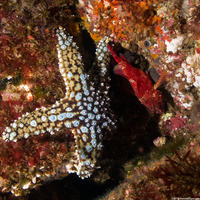 Scorpaenodes xyris (Rainbow Scorpionfish)