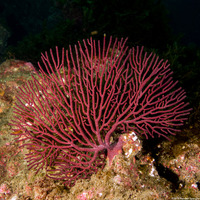 Muricea californica (California Golden Gorgonian)