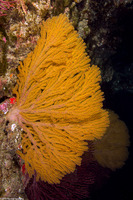 Muricea californica (California Golden Gorgonian)