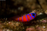 Lythrypnus dalli (Bluebanded Goby)