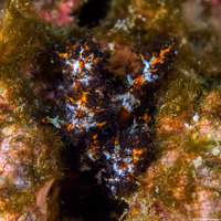Cucumaria salma (Black and Orange Sea Cucumber)