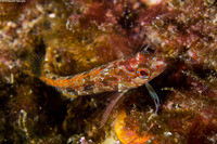 Alloclinus holderi (Island Kelpfish)