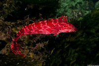 Heterostichus rostratus (Giant Kelpfish)