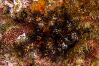 Cucumaria salma (Black and Orange Sea Cucumber)