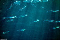 Atherinops affinis (Topsmelt)