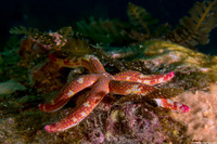 Linckia columbiae (Fragile Star)